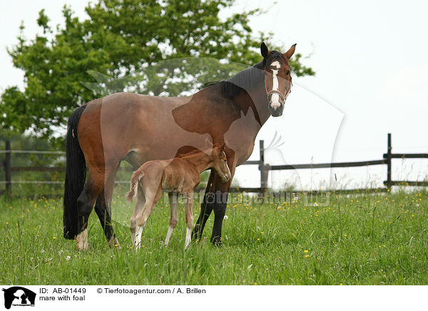 mare with foal / AB-01449