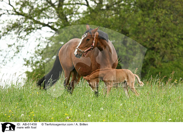 mare with foal / AB-01458