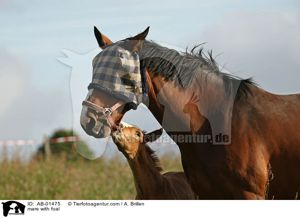 Stute mit Fohlen / mare with foal / AB-01475
