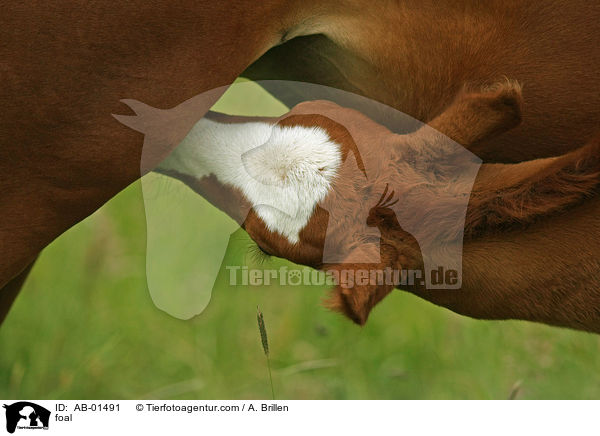 Rheinisches Warmblut Fohlen / foal / AB-01491