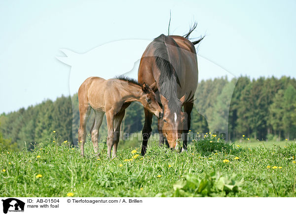 Stute mit Fohlen / mare with foal / AB-01504
