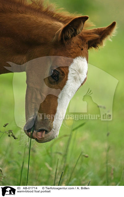 Rheinisches Warmblut Fohlen Portrait / warm-blood foal portrait / AB-01714