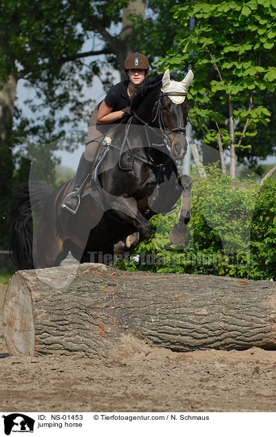 jumping horse / NS-01453