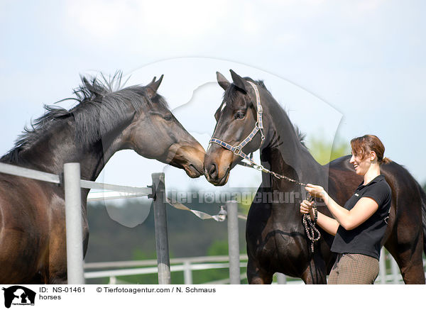 Rheinlnder / horses / NS-01461