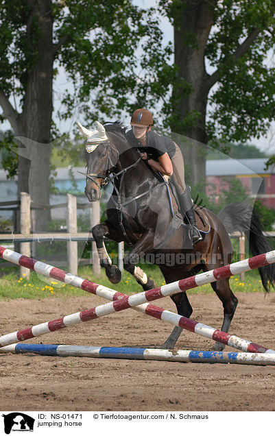 jumping horse / NS-01471