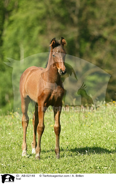 foal / AB-02148