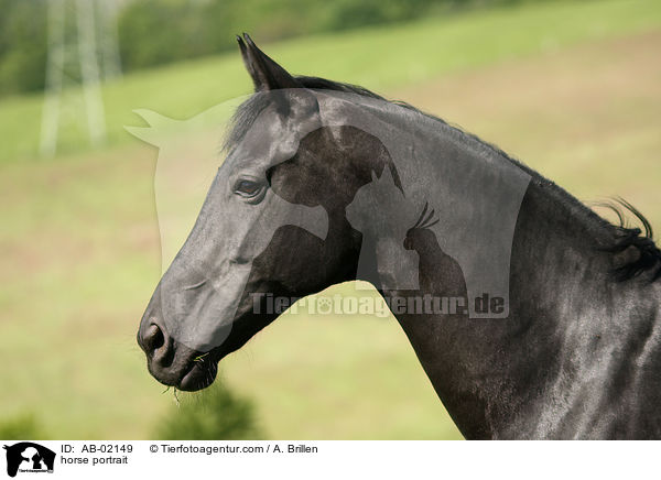 horse portrait / AB-02149
