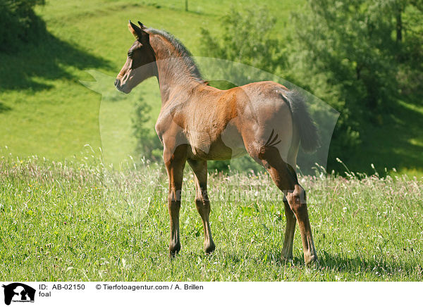 foal / AB-02150