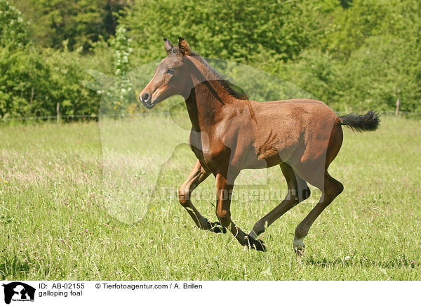 galloping foal / AB-02155