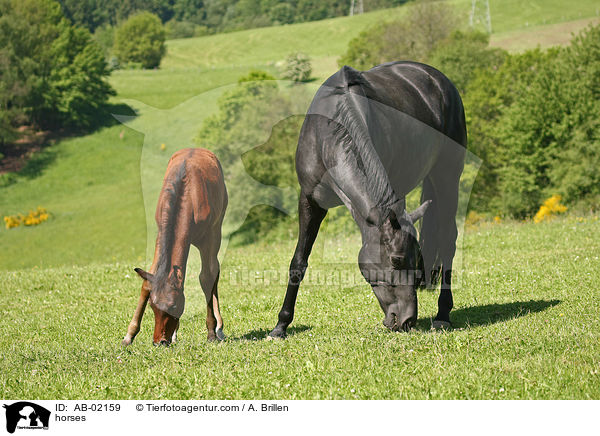 horses / AB-02159