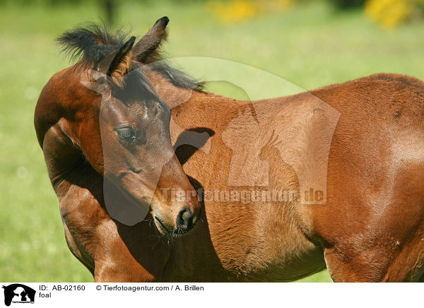 foal / AB-02160