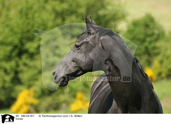 horse / AB-02161