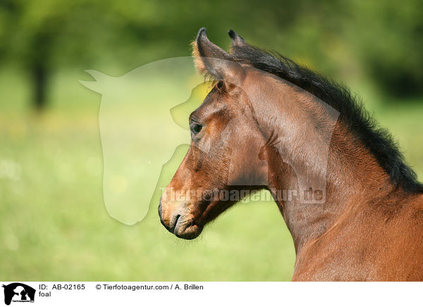 foal / AB-02165