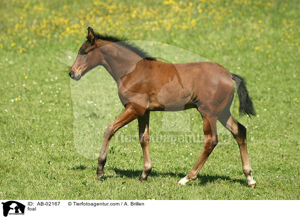 foal / AB-02167