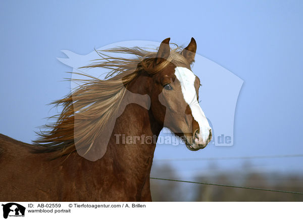 Rheinlnder Portrait / warmblood portrait / AB-02559