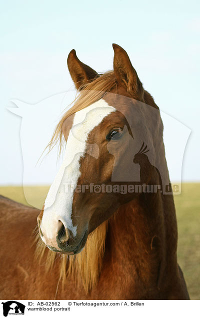 Rheinlnder Portrait / warmblood portrait / AB-02562