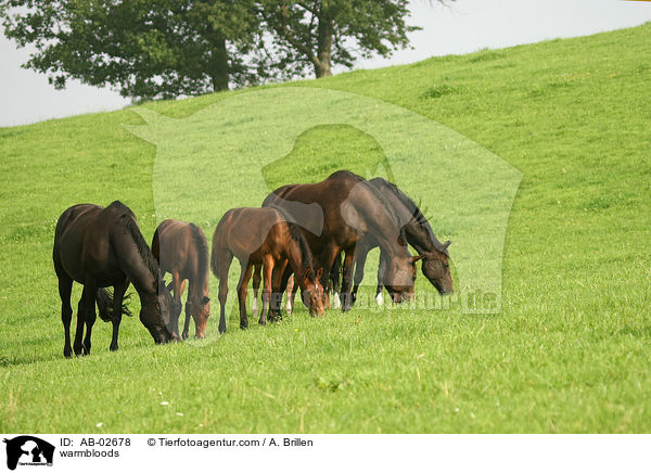 Rheinlnder / warmbloods / AB-02678