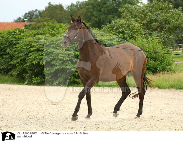 warmblood / AB-02862