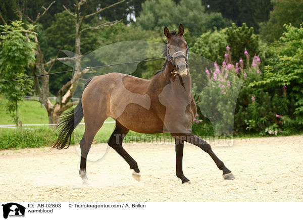 warmblood / AB-02863