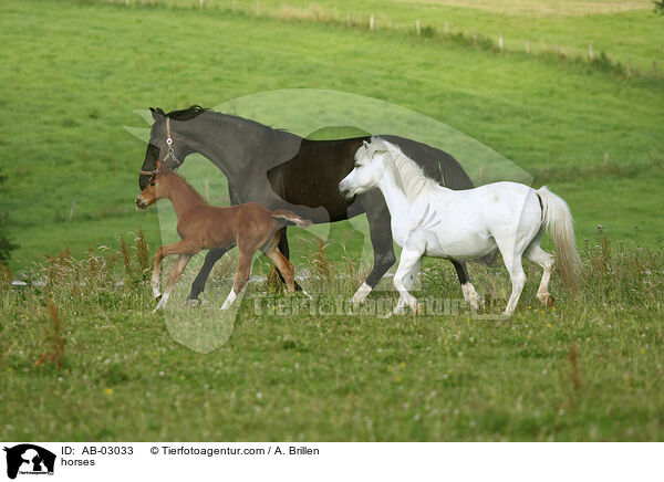 horses / AB-03033