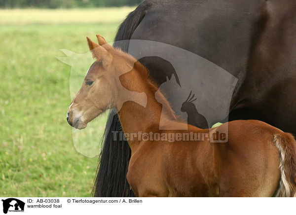 warmblood foal / AB-03038