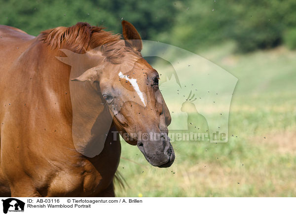 Rheinlnder Portrait / Rhenish Warmblood Portrait / AB-03116