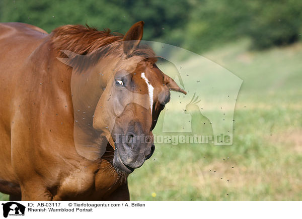 Rheinlnder Portrait / Rhenish Warmblood Portrait / AB-03117