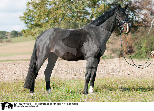Rheinisches Warmblut / Rhenish Warmblood / NS-04686