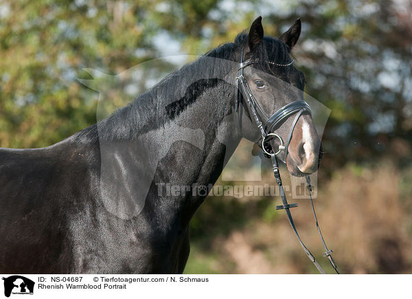 Rhenish Warmblood Portrait / NS-04687