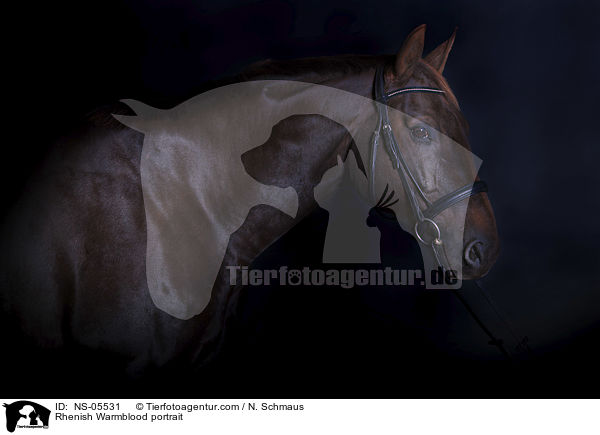 Rhenish Warmblood portrait / NS-05531