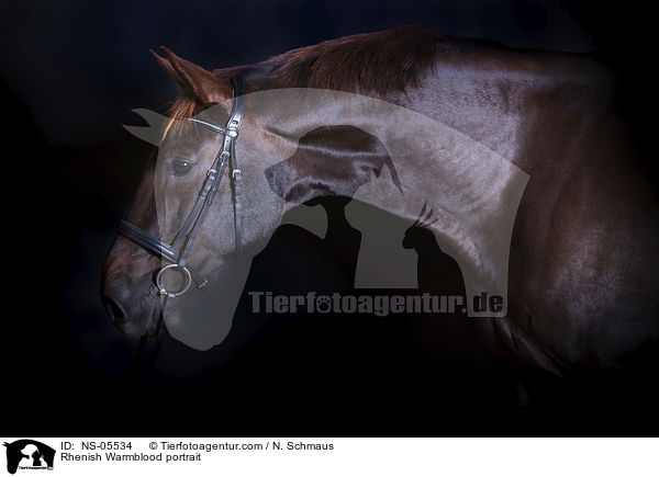 Rhenish Warmblood portrait / NS-05534