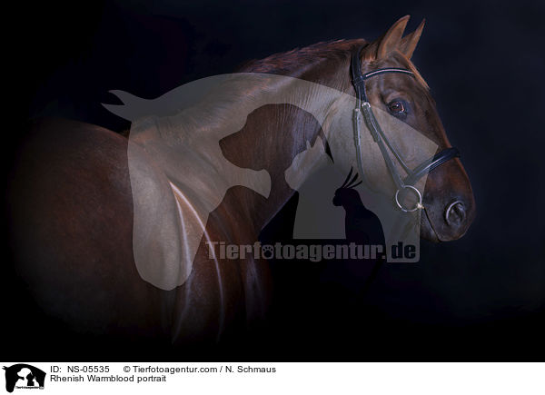 Rheinlnder Portrait / Rhenish Warmblood portrait / NS-05535