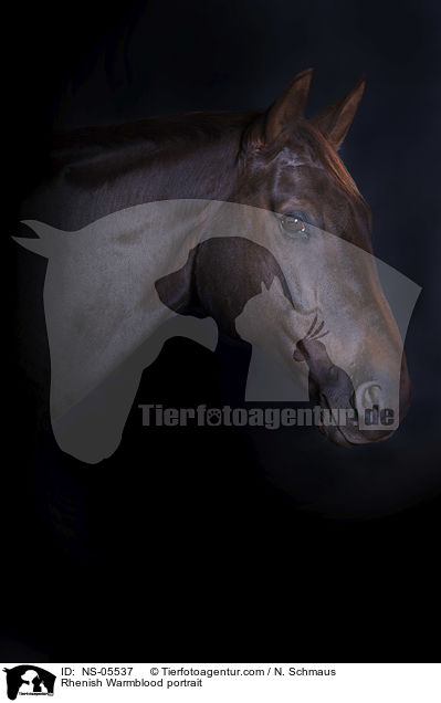Rheinlnder Portrait / Rhenish Warmblood portrait / NS-05537