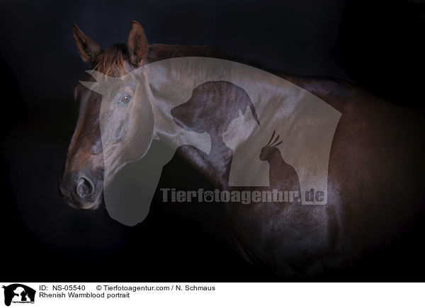 Rhenish Warmblood portrait / NS-05540