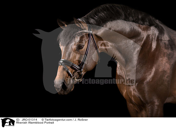 Rheinlnder Portrait / Rhenish Warmblood Portrait / JRO-01314