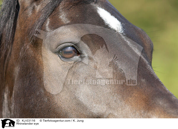 Rheinlnder Auge / Rhinelander eye / KJ-03116