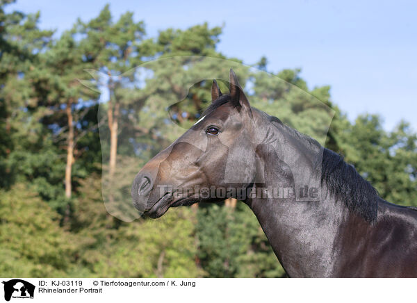 Rheinlnder Portrait / Rhinelander Portrait / KJ-03119