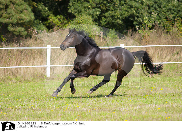 galoppierender Rheinlnder / galloping Rhinelander / KJ-03123