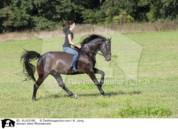 Frau reitet Rheinlnder / woman rides Rhinelander / KJ-03166