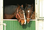 Rhenish warmblooded horse