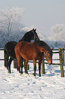 brown horse