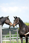 horses