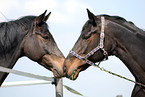 horses