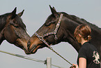 horses