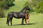 horses
