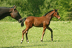 horses