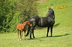 horses