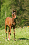 foal