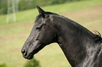 horse portrait