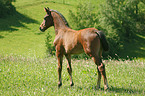 foal